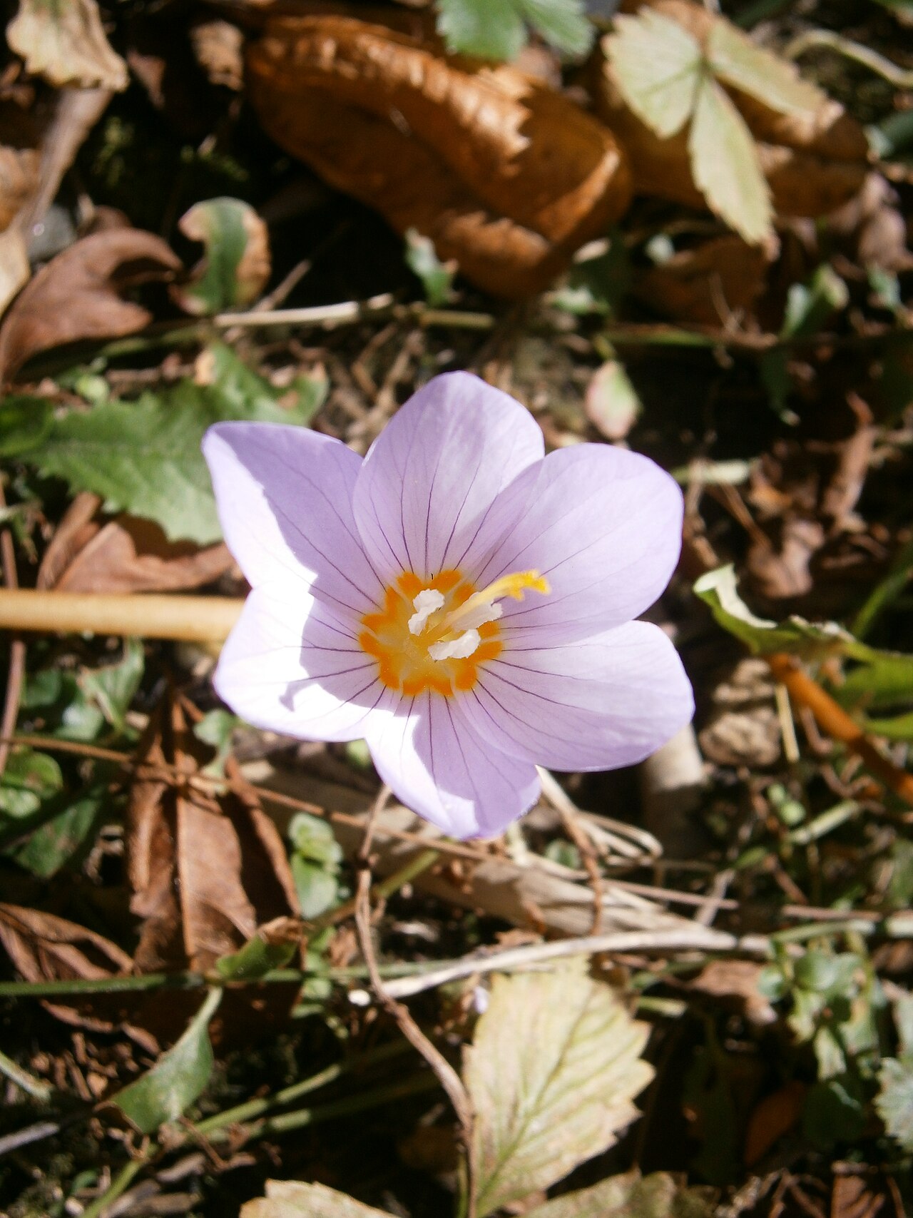 Crocus kotschyanus: Crocus kotschyanus