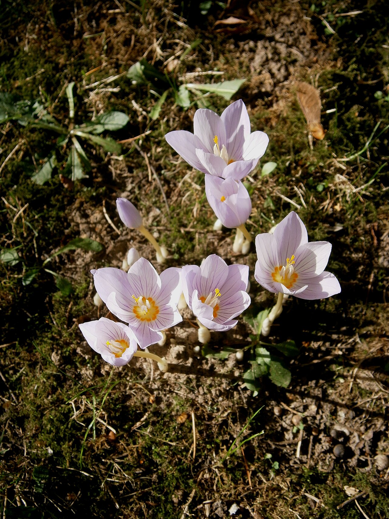Crocus kotschyanus: Crocus kotschyanus clump