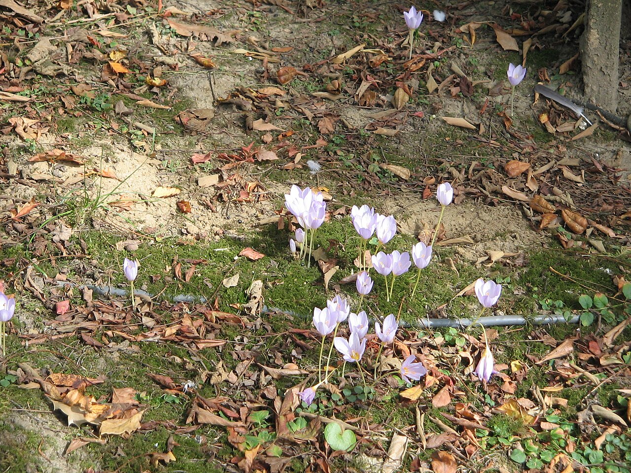 Crocus kotschyanus: Crocus kotschyanus clump