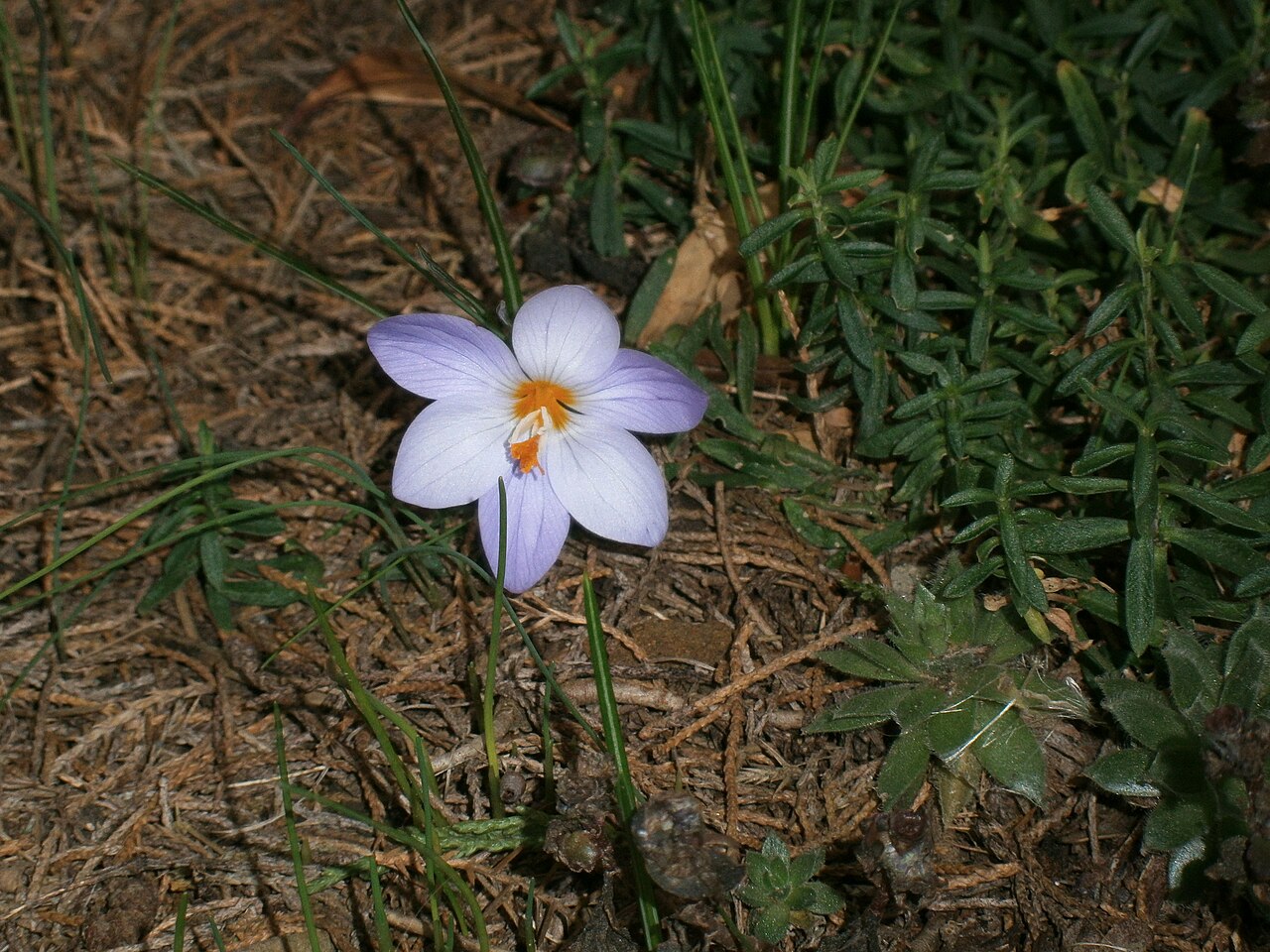 Crocus laevigatus: Crocus laevigatus 'Fontenayi'