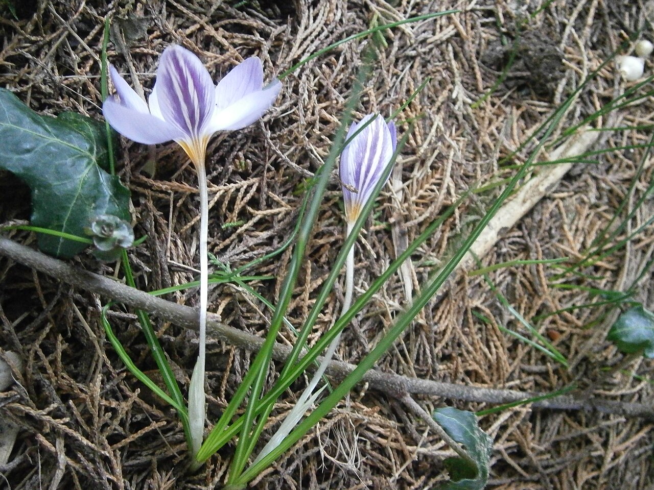 Crocus laevigatus: Crocus laevigatus 'Fontenayi'