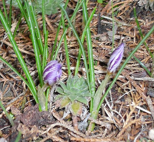 Crocus laevigatus: Flower buds of Crocus laevigatus 'Fontenayi'