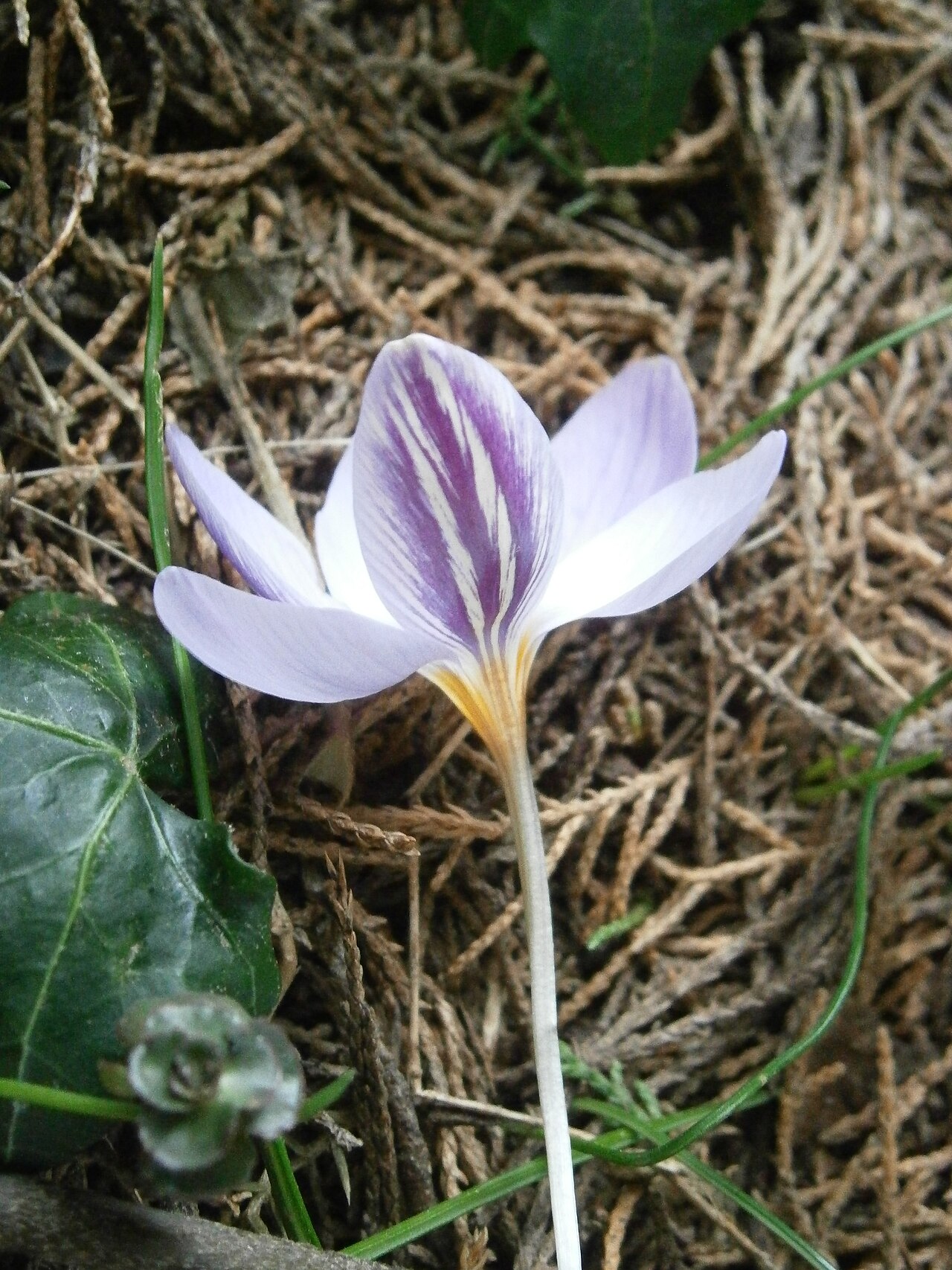 Crocus laevigatus: Crocus laevigatus 'Fontenayi' - side-view