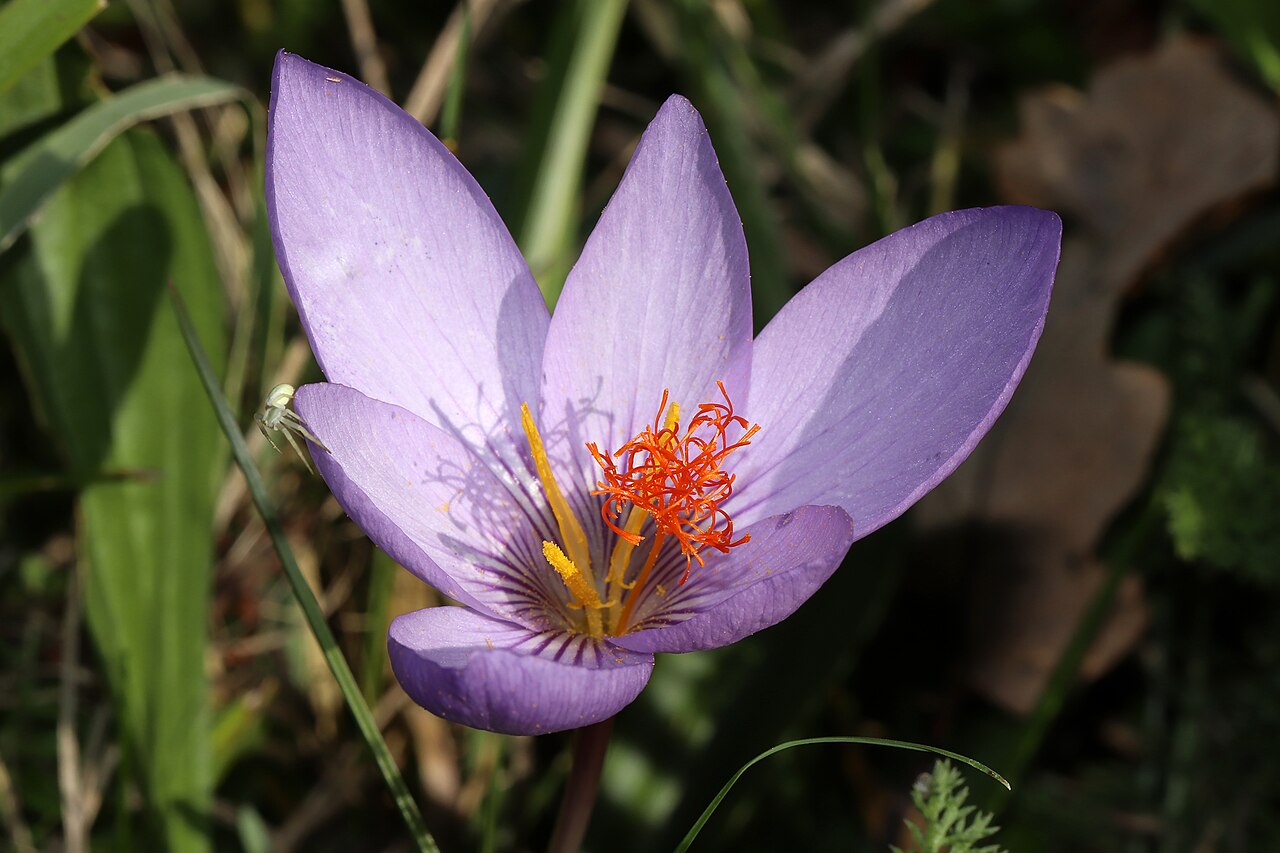 Crocus ligusticus: Familia: Iridaceae Juss. Species: Crocus ligusticus Mariotti Original publication details: Candollea 43: 674 (1988). Synonyms: Crocus medius auct. non Balbis Co