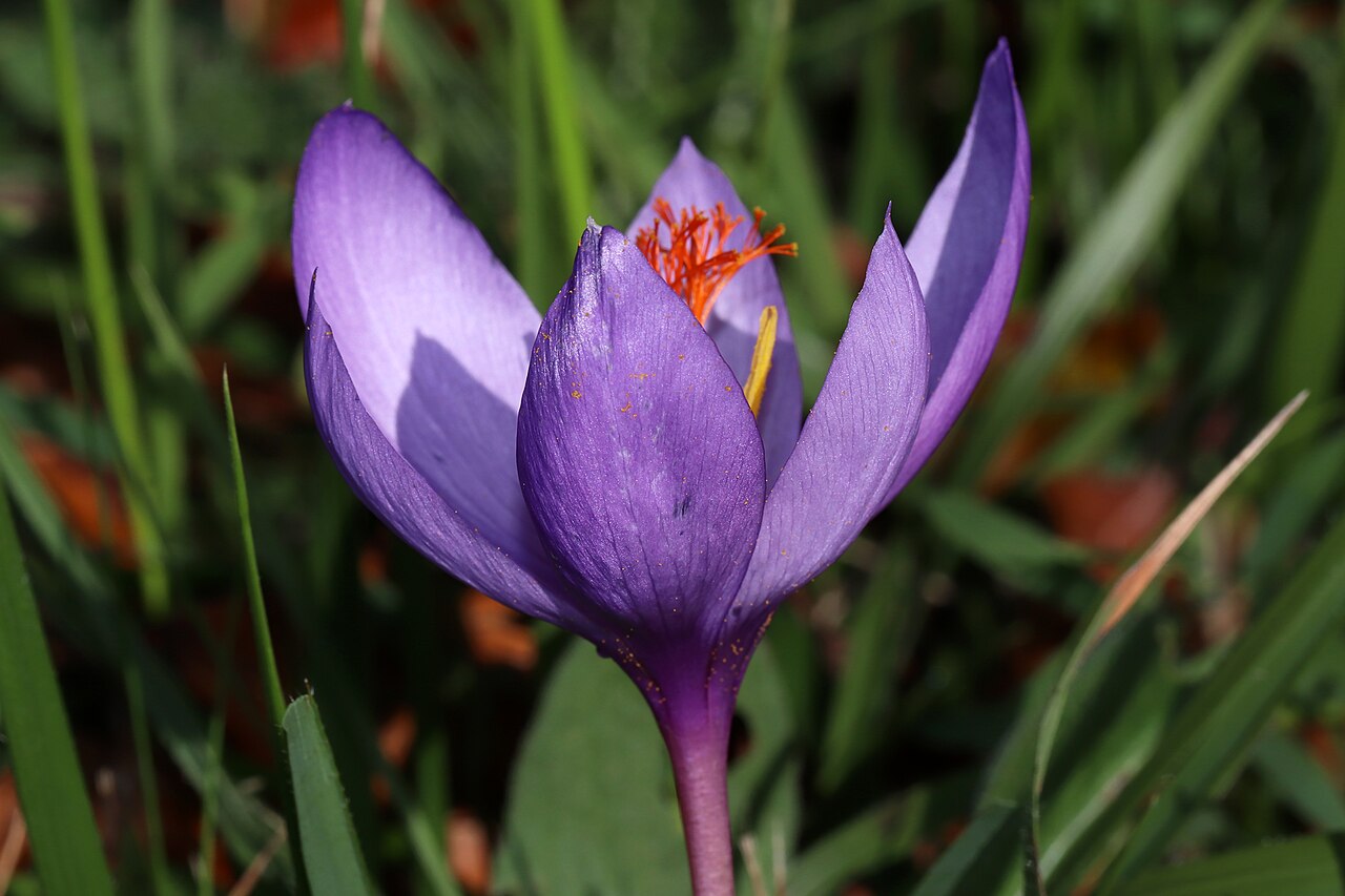 Crocus ligusticus: Familia: Iridaceae Juss. Species: Crocus ligusticus Mariotti Original publication details: Candollea 43: 674 (1988). Synonyms: Crocus medius auct. non Balbis Co