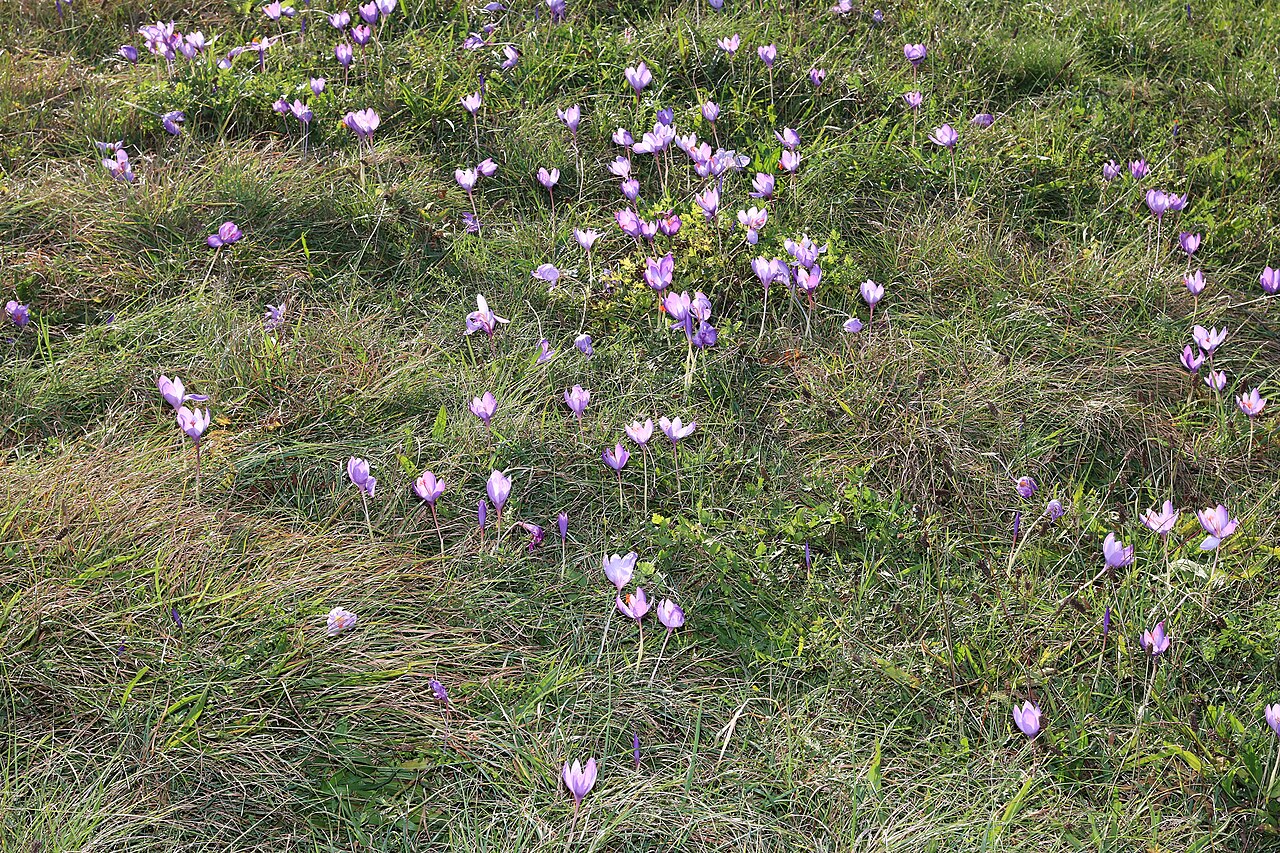 Crocus ligusticus: Familia: Iridaceae Juss. Species: Crocus ligusticus Mariotti Original publication details: Candollea 43: 674 (1988). Synonyms: Crocus medius auct. non Balbis Co