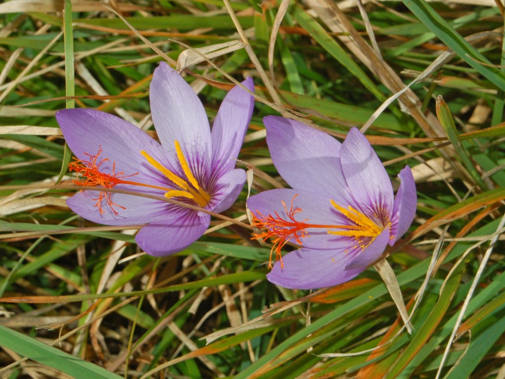Crocus ligusticus: Crocus ligusticus - Piani di Praglia, Genova, Italy
