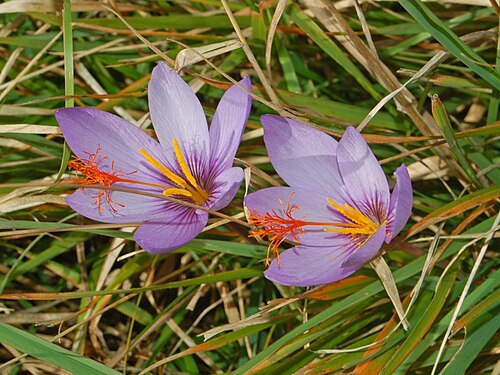 Crocus ligusticus: Crocus ligusticus - Piani di Praglia, Genova, Italy