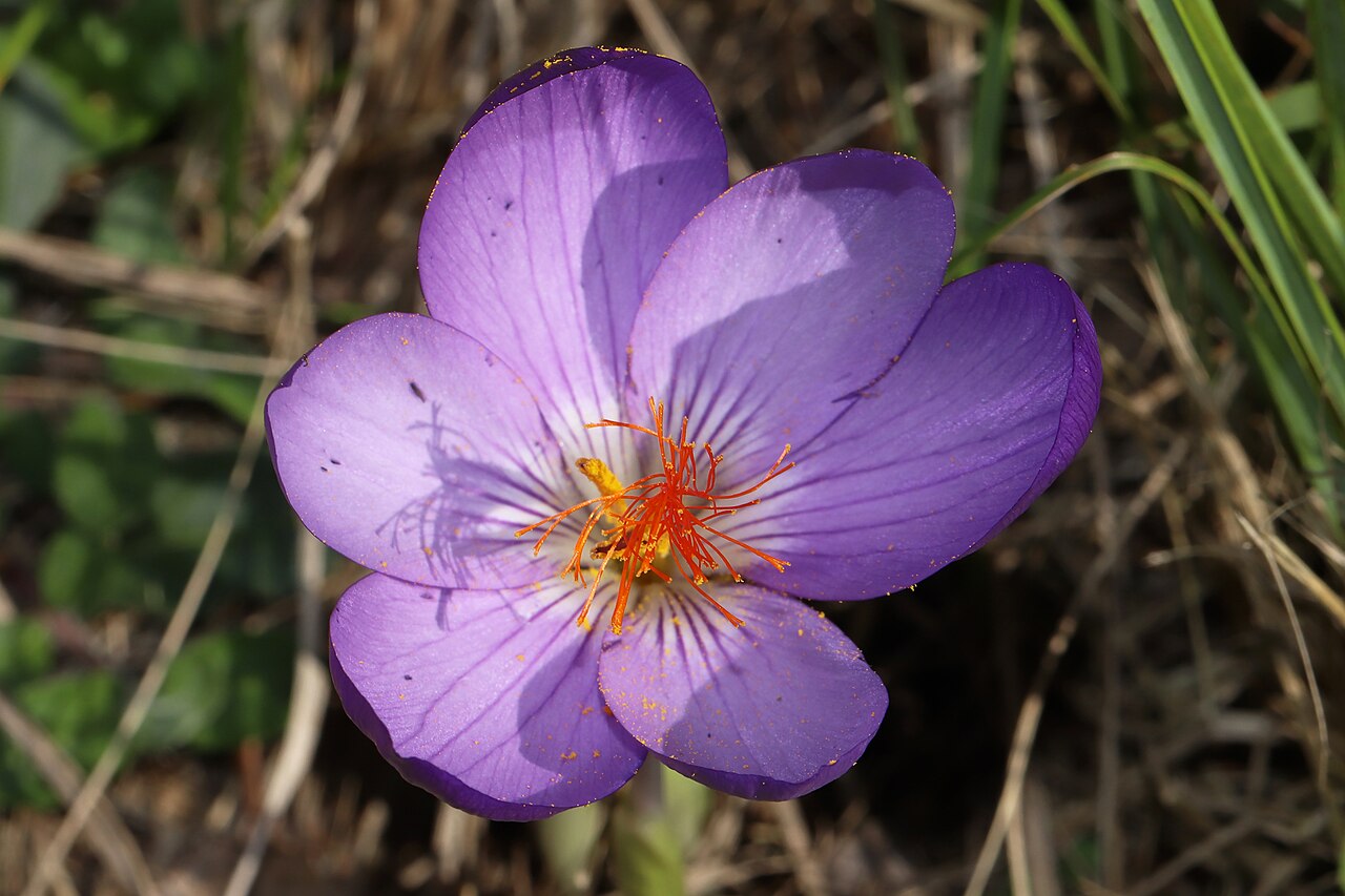 Crocus ligusticus: Familia: Iridaceae Juss. Species: Crocus ligusticus Mariotti Original publication details: Candollea 43: 674 (1988). Synonyms: Crocus medius auct. non Balbis Co
