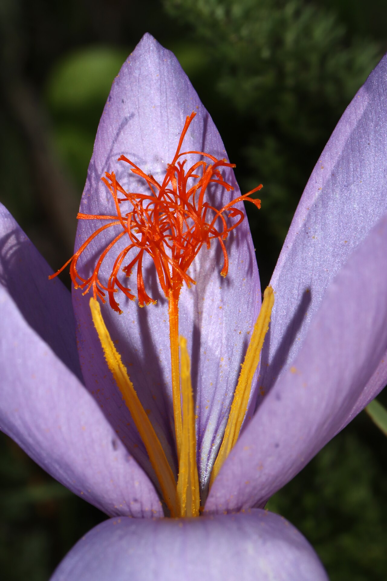 Crocus ligusticus: Familia: Iridaceae Juss. Species: Crocus ligusticus Mariotti Original publication details: Candollea 43: 674 (1988). Synonyms: Crocus medius auct. non Balbis Co