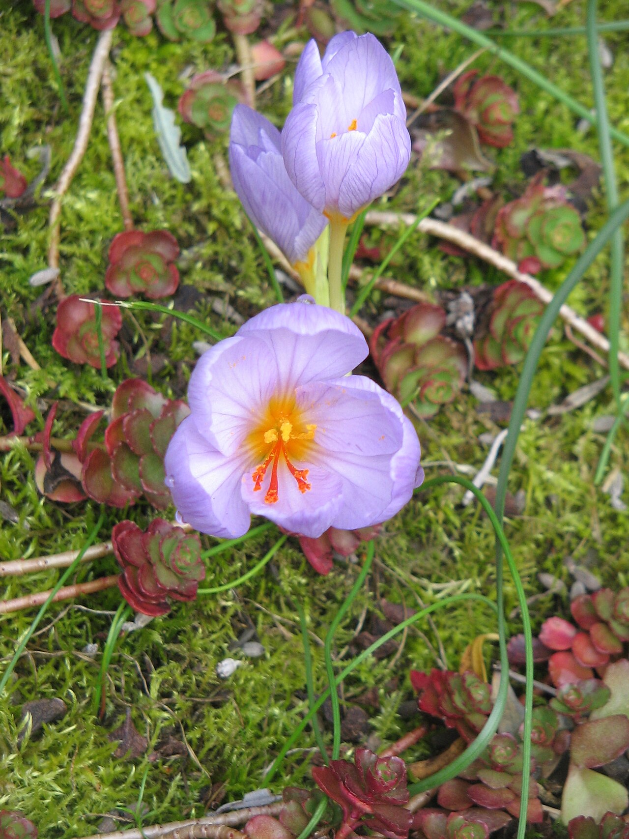 Crocus longiflorus: Crocus longiflorus - close-up