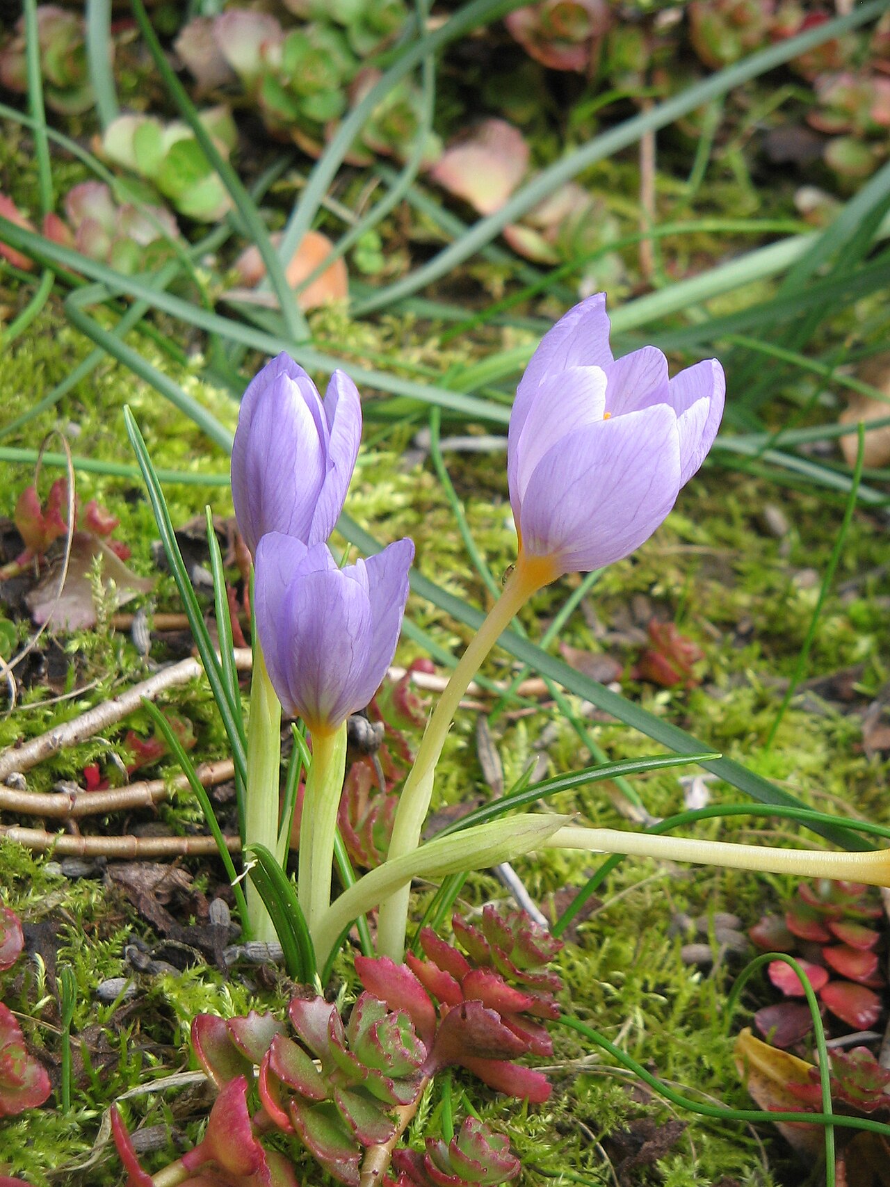Crocus longiflorus: Crocus longiflorus
