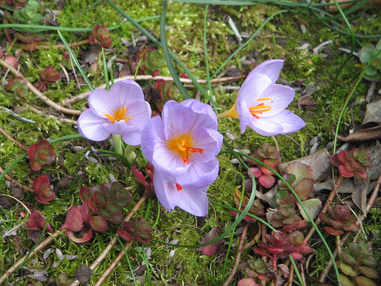 Crocus longiflorus: Crocus longiflorus