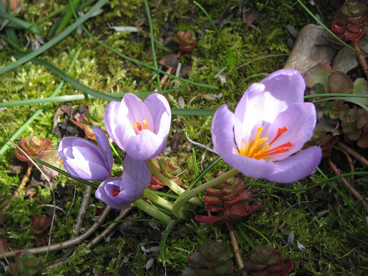 Crocus longiflorus: Crocus longiflorus