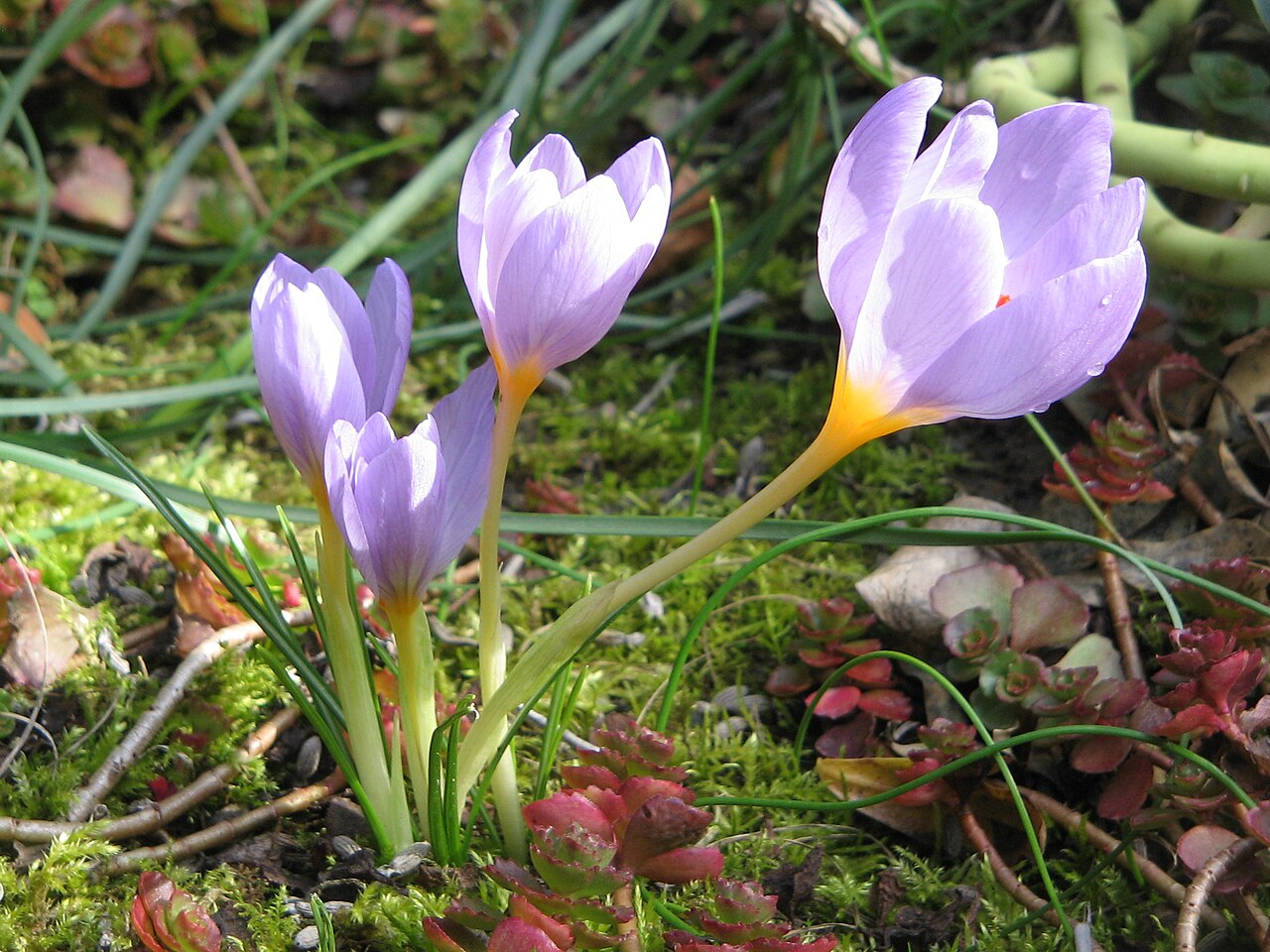 Crocus longiflorus: Crocus longiflorus
