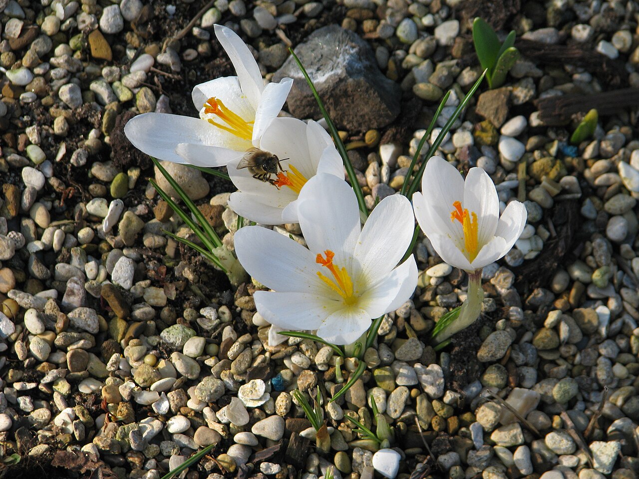 Crocus malyi: From Paul Christian in 2009 and looking very good this year. Nice happy bee in there too.