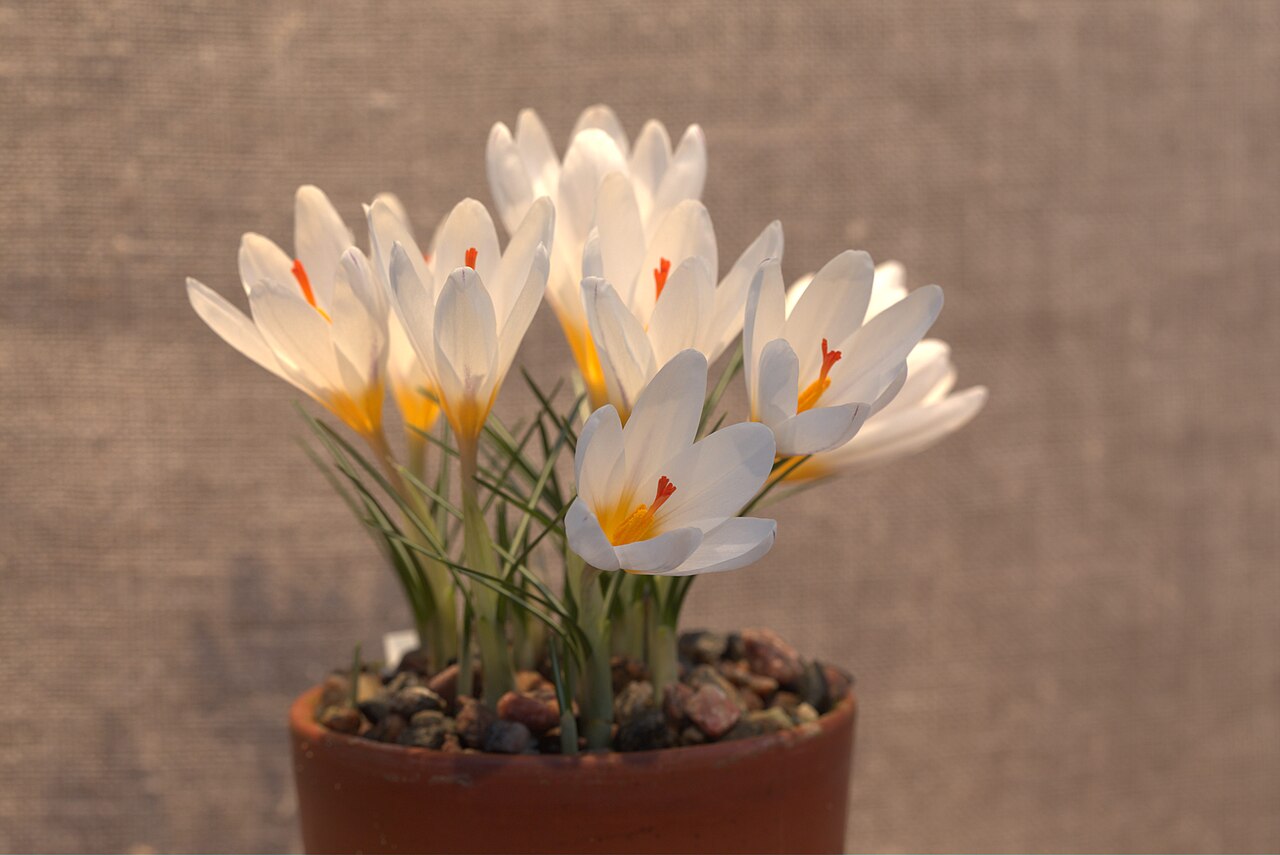 Crocus malyi: Crocus malyi in Gothenburg Botanical Garden. Plant id: 1988-0662 s G -- Kummert