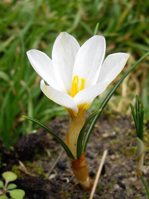 Crocus malyi: Crocus malyi 'Sveti Roc'