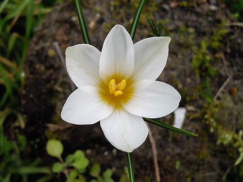 Crocus malyi: Crocus malyi 'Sveti Roc'