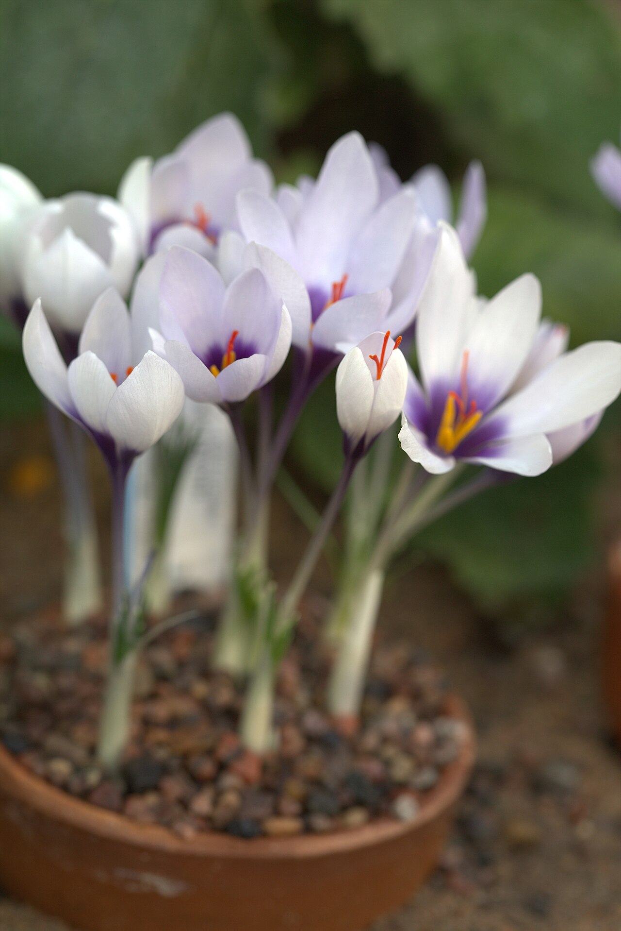 Crocus mathewii: Crocus mathewii in Gothenburg Botanical Garden. Plant id: 2007-729 s Z -- GBT/Pasche