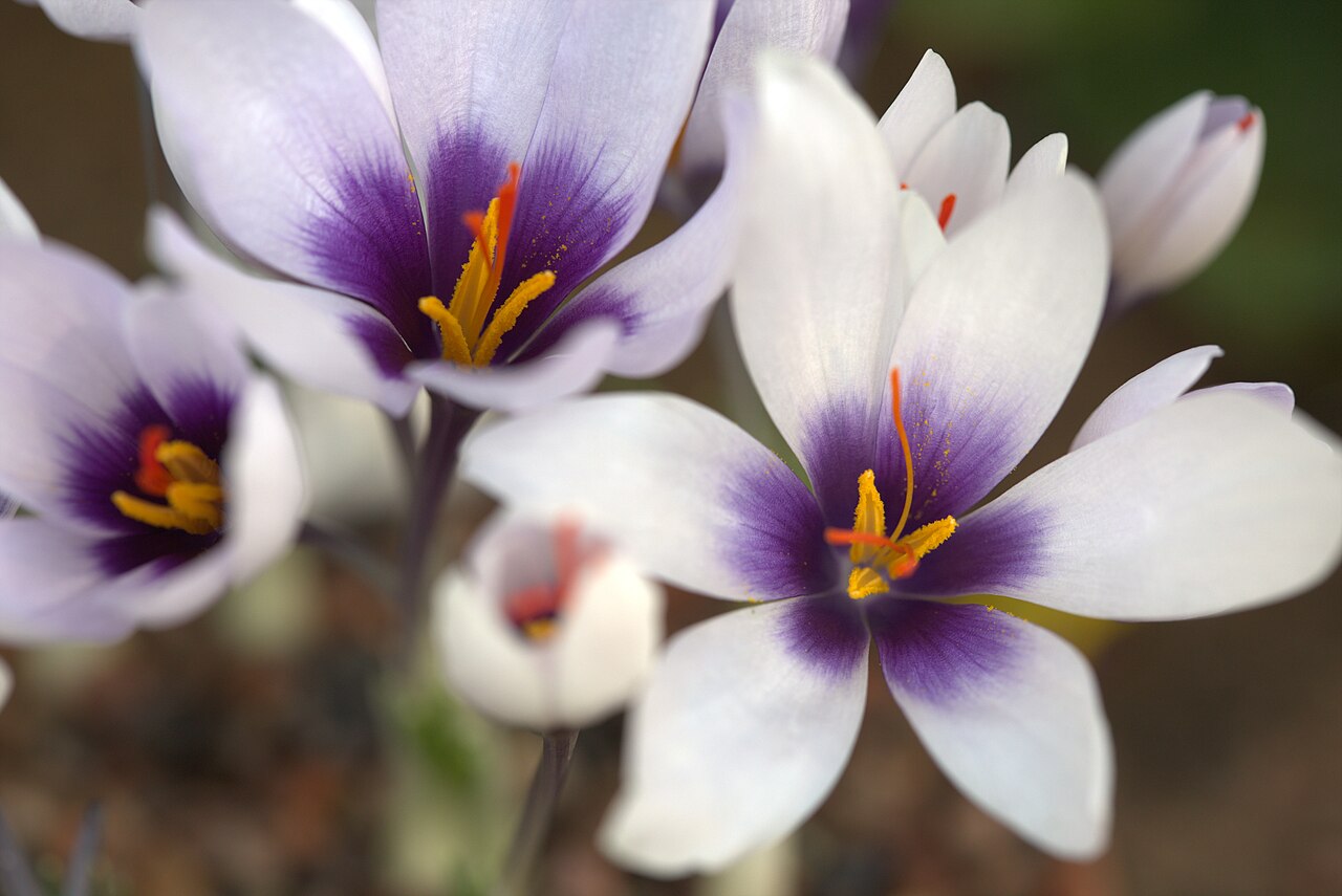 Crocus mathewii: Crocus mathewii in Gothenburg Botanical Garden. Plant id: 2007-729 s Z -- GBT/Pasche