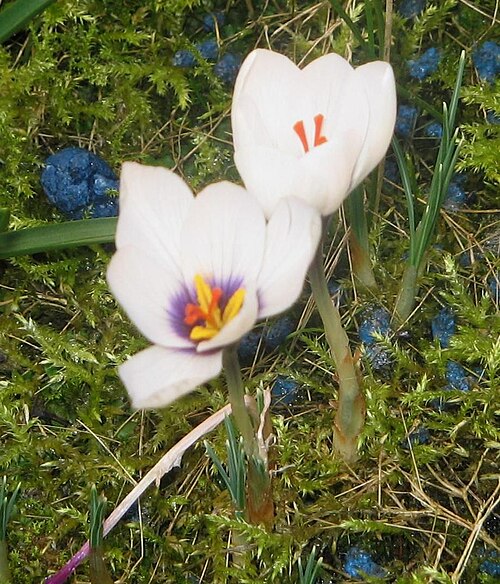 Crocus mathewii: Crocus mathewii in the author's garden