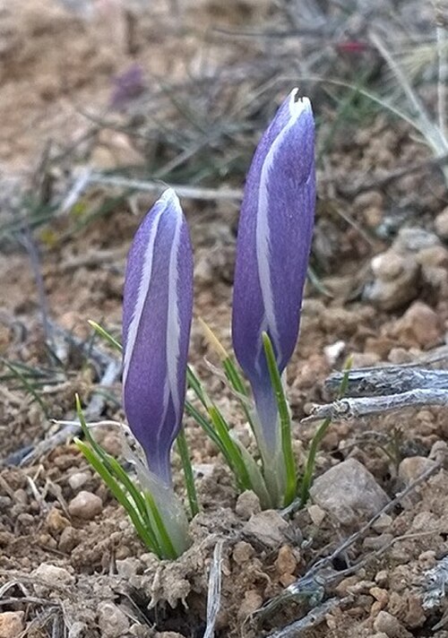 Crocus michelsonii: کوه بابا موسی