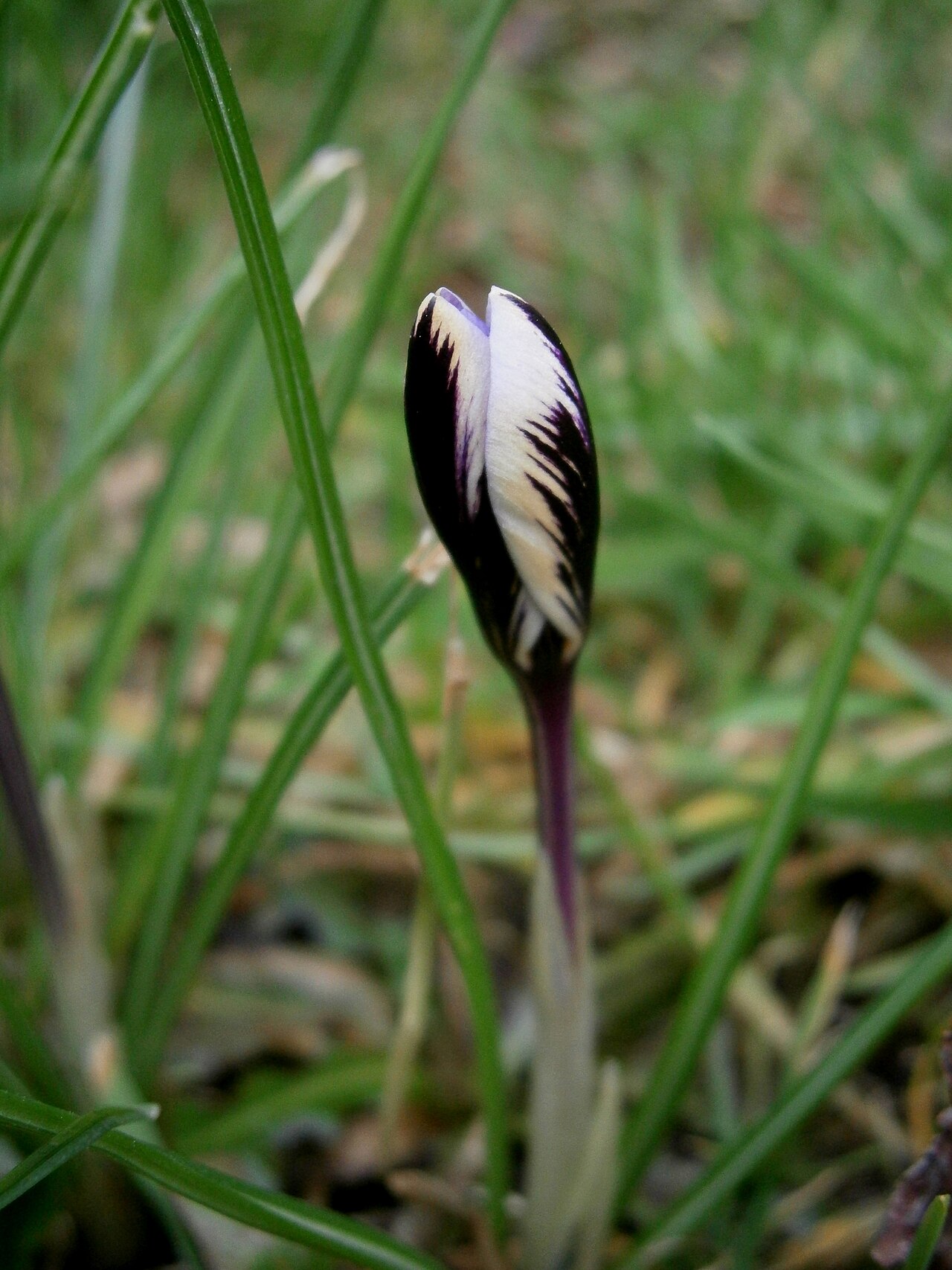 Crocus minimus: Crocus minimus closed
