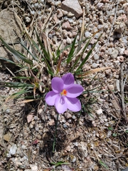 Crocus minimus (Crocus minimus)