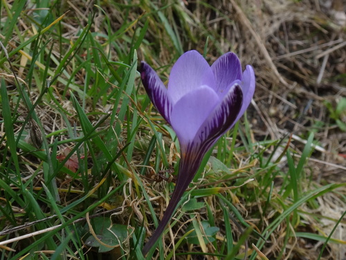 Crocus minimus (Crocus minimus)