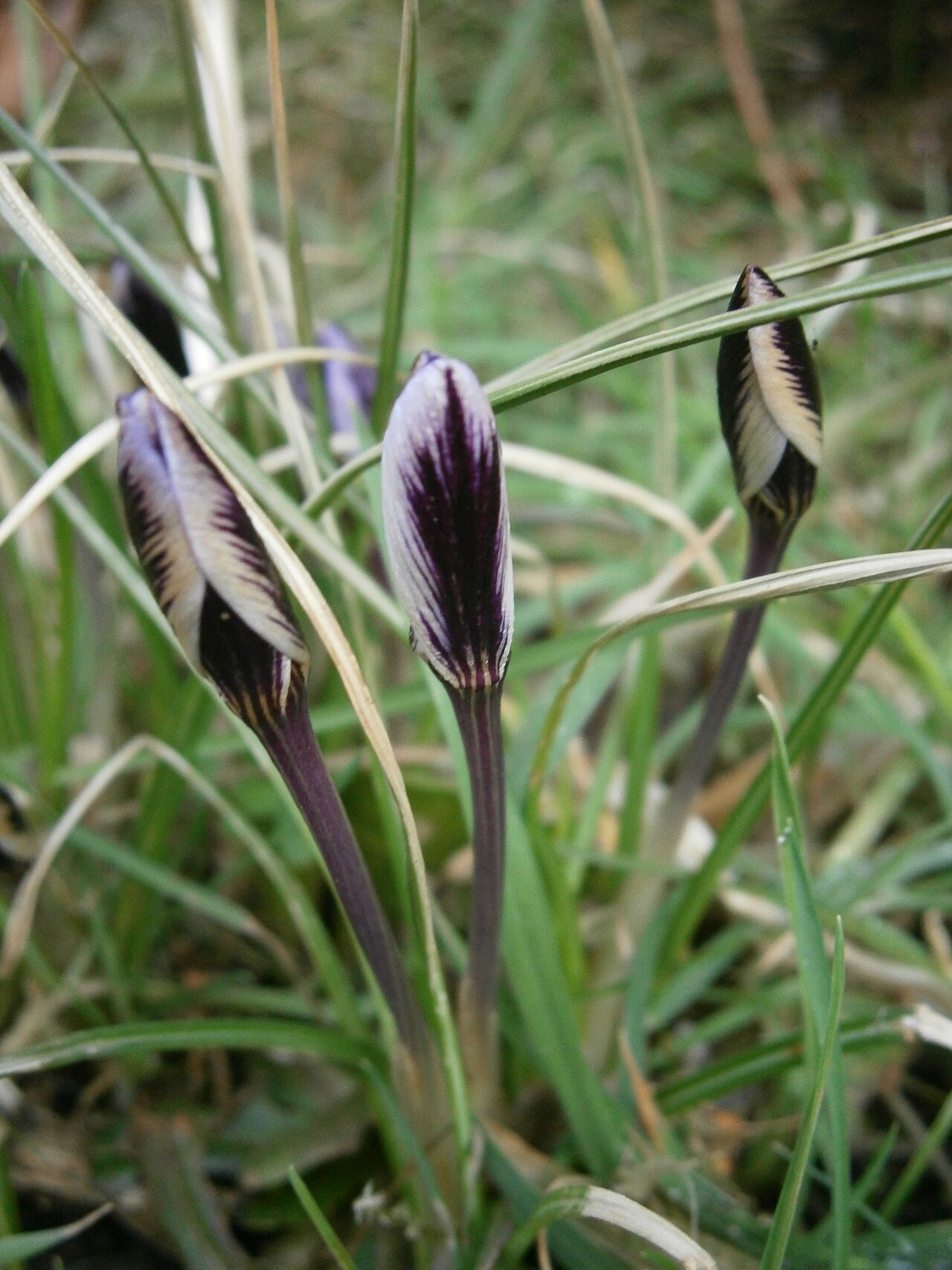 Crocus minimus: Crocus minimus closed