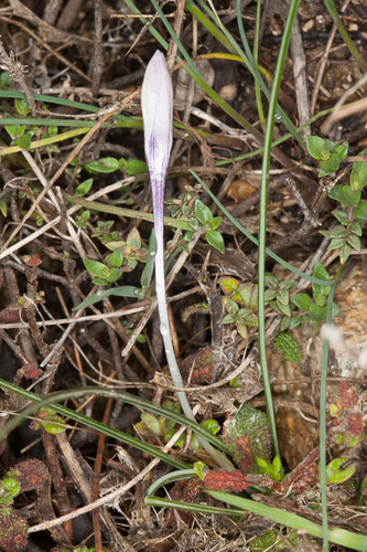 Crocus minimus (Crocus minimus)