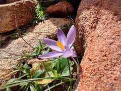 Crocus minimus (Crocus minimus)
