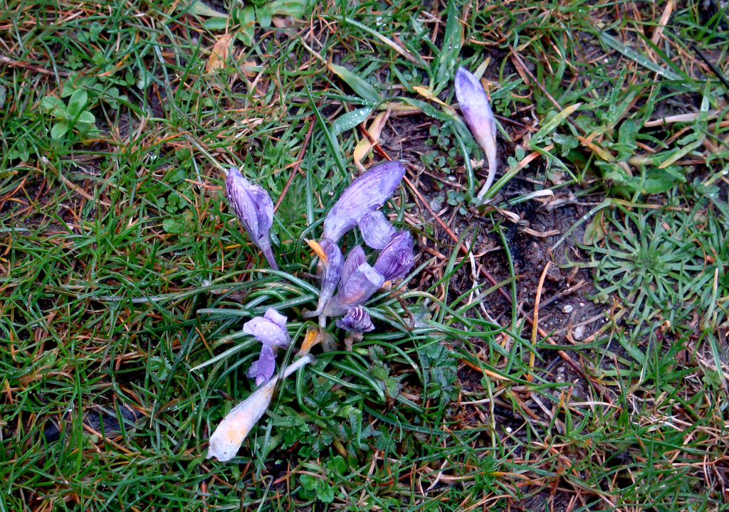 Crocus minimus (Crocus minimus)
