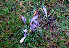Crocus minimus (Crocus minimus)