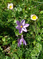 Crocus minimus (Crocus minimus)