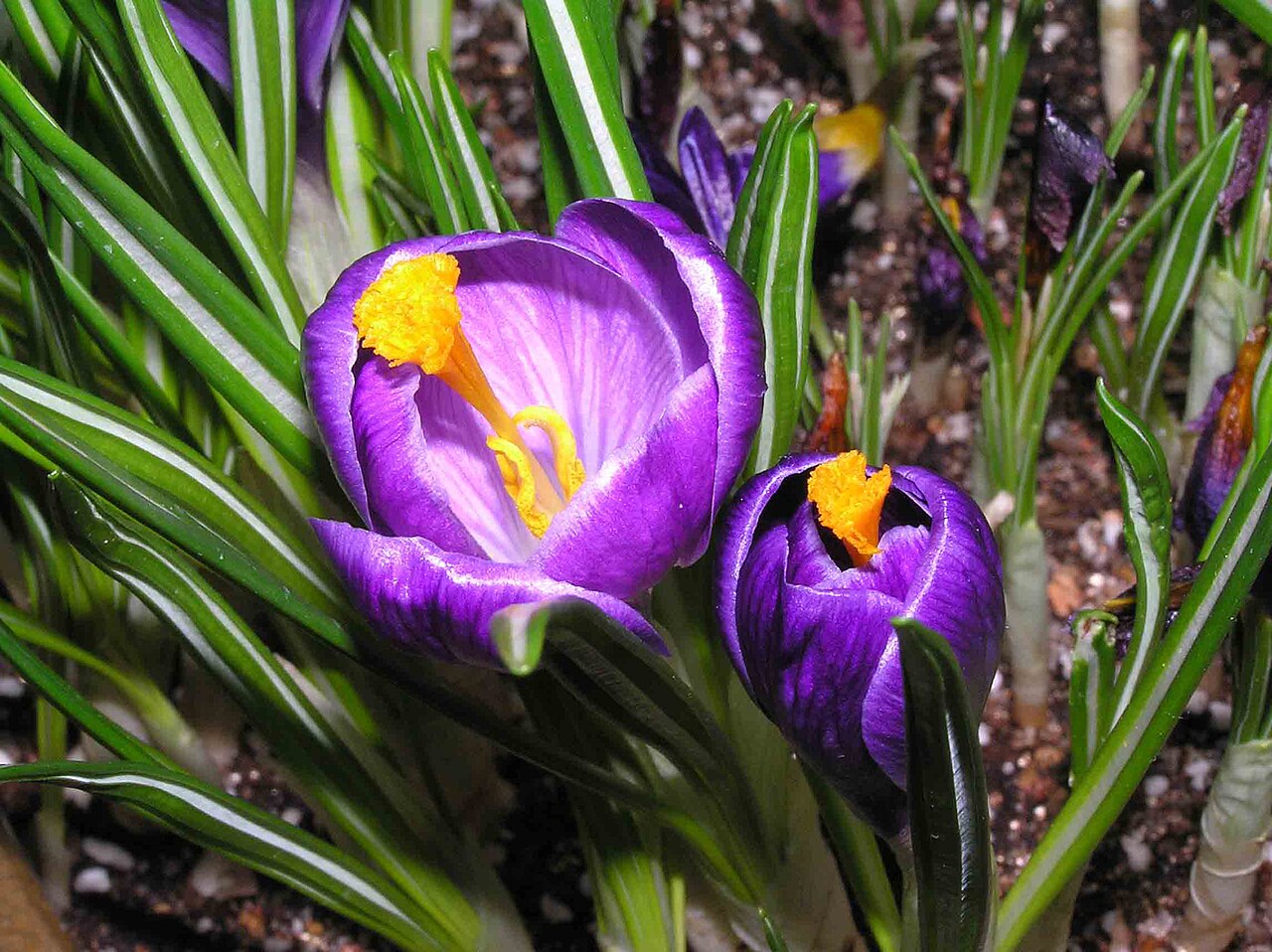 Crocus neapolitanus: Saffron 中草藥-西紅花