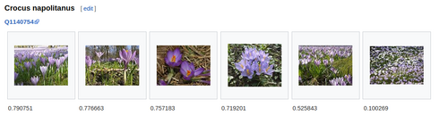 Crocus neapolitanus: Image candidates for item 'Crocus napolitanus' retrieved by our algorithm, see https://meta.wikimedia.org/wiki/Research:Recommending_Images_to_Wikidata_Items .