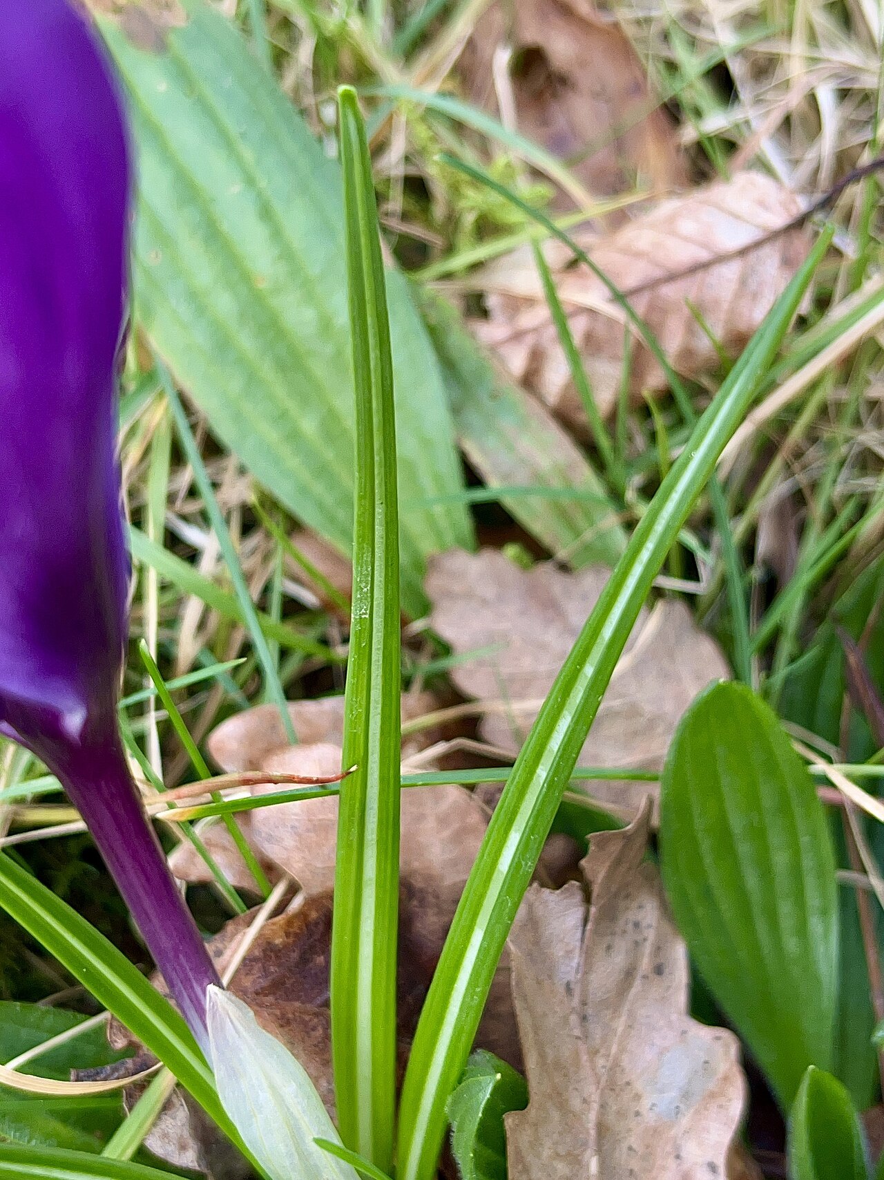 Crocus neapolitanus: Leaf of Crocus neapolitanus, Ceredigion, Wales