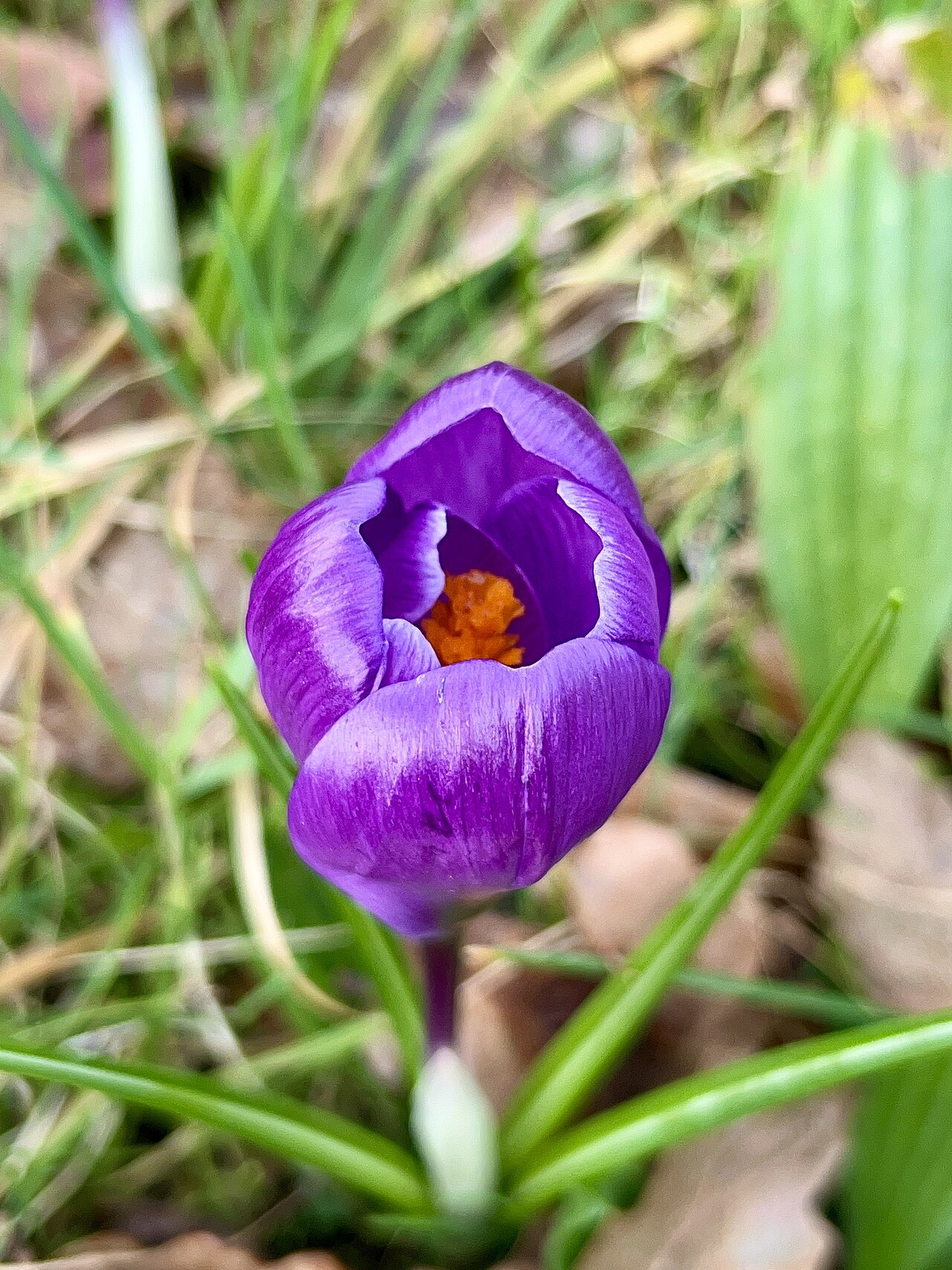 Crocus neapolitanus: Flower bud of Crocus neapolitanus, Ceredigion, Wales