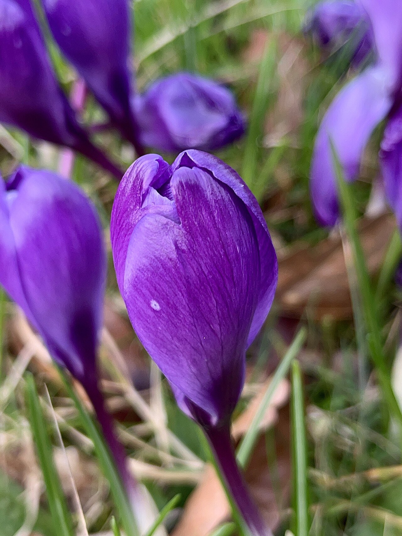Crocus neapolitanus: Flower bud of Crocus neapolitanus, Ceredigion, Wales