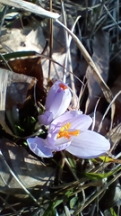 Crocus neglectus (Crocus neglectus)