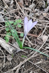 Crocus neglectus (Crocus neglectus)