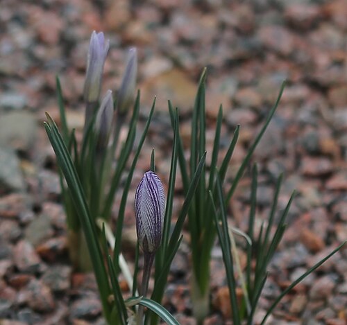 Crocus nevadensis: Crocus nevadensis at Gothenburg botanical garden in 2015. Plant id: 1991-1220 s W; Salmon, ABS 4415