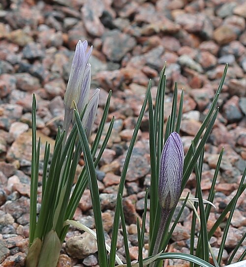 Crocus nevadensis: Crocus nevadensis at Gothenburg botanical garden in 2015. Plant id: 1991-1220 s W; Salmon, ABS 4415