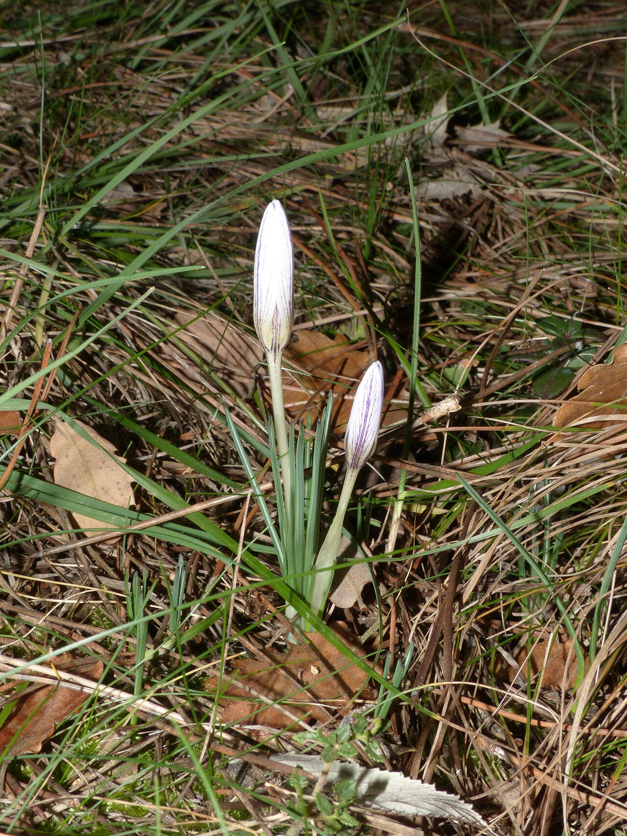 Crocus nevadensis: Poncelles de Safrà blanc