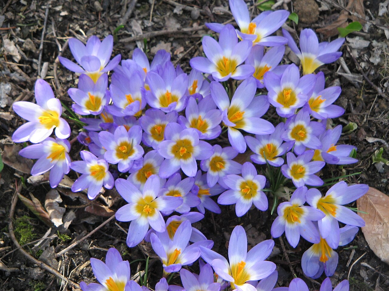 Crocus nivalis: Crocus sieberi subsp. sublimis 'Tricolor'