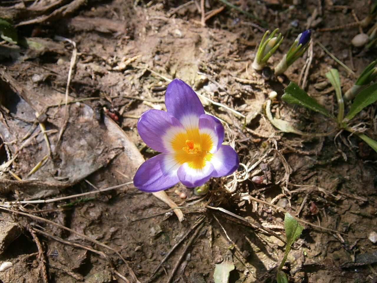 Crocus nivalis: Crocus sieberi subsp. sublimis 'Tricolor' - close-up