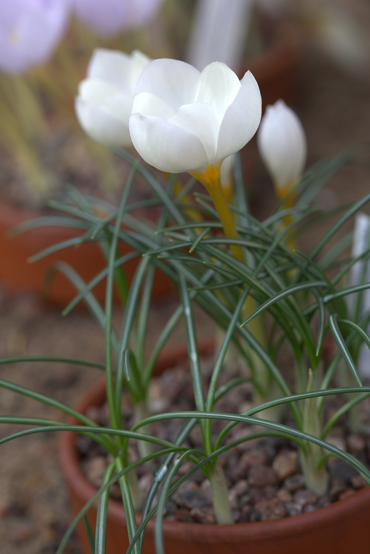 Crocus niveus: Crocus niveus in Gothenburg Botanical Garden. Plant id: 2001-2406 p W -- Strid