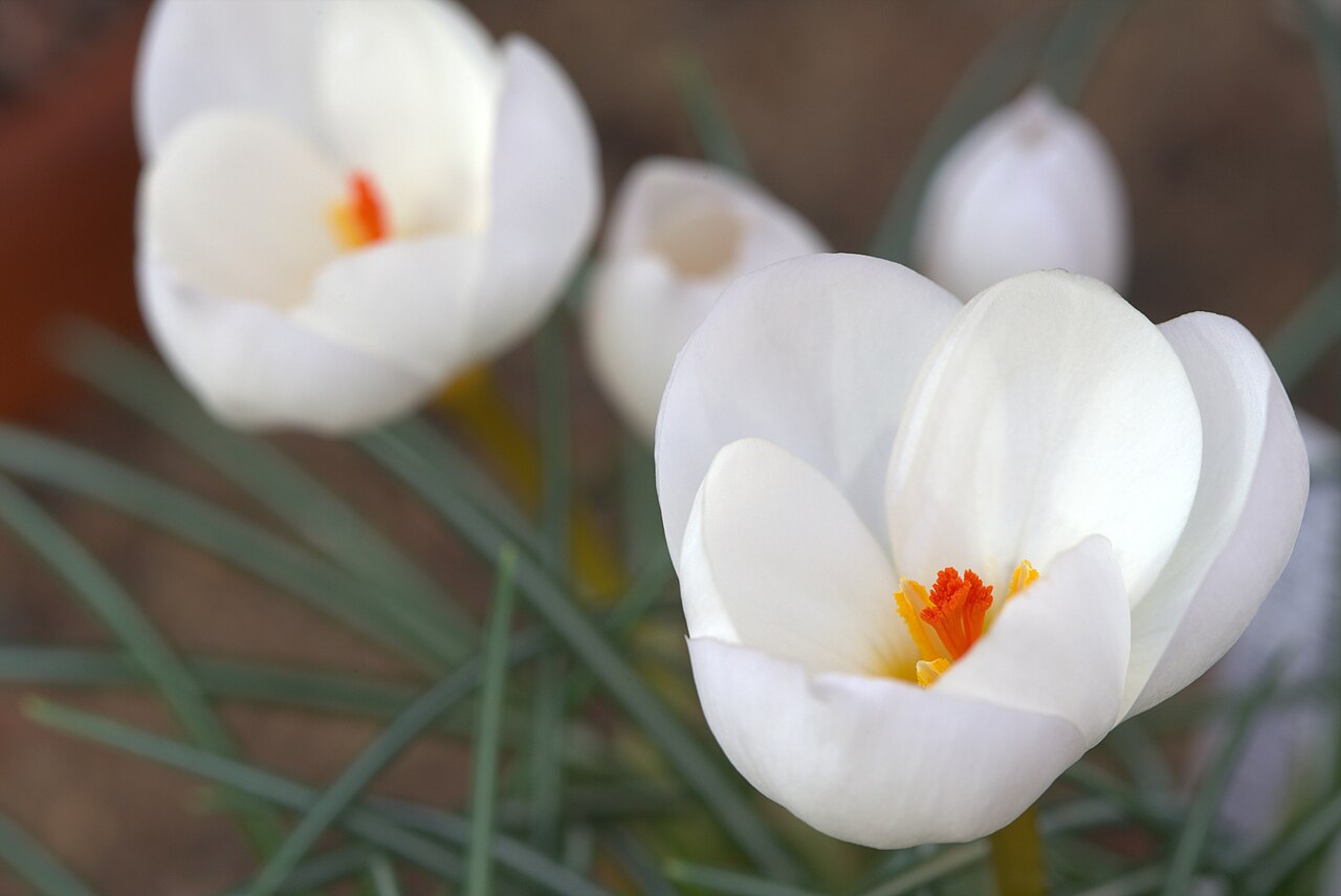 Crocus niveus: Crocus niveus in Gothenburg Botanical Garden. Plant id: 2001-2406 p W -- Strid